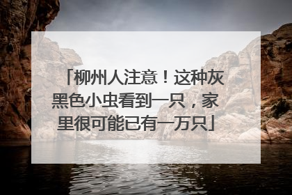柳州人注意！这种灰黑色小虫看到一只，家里很可能已有一万只